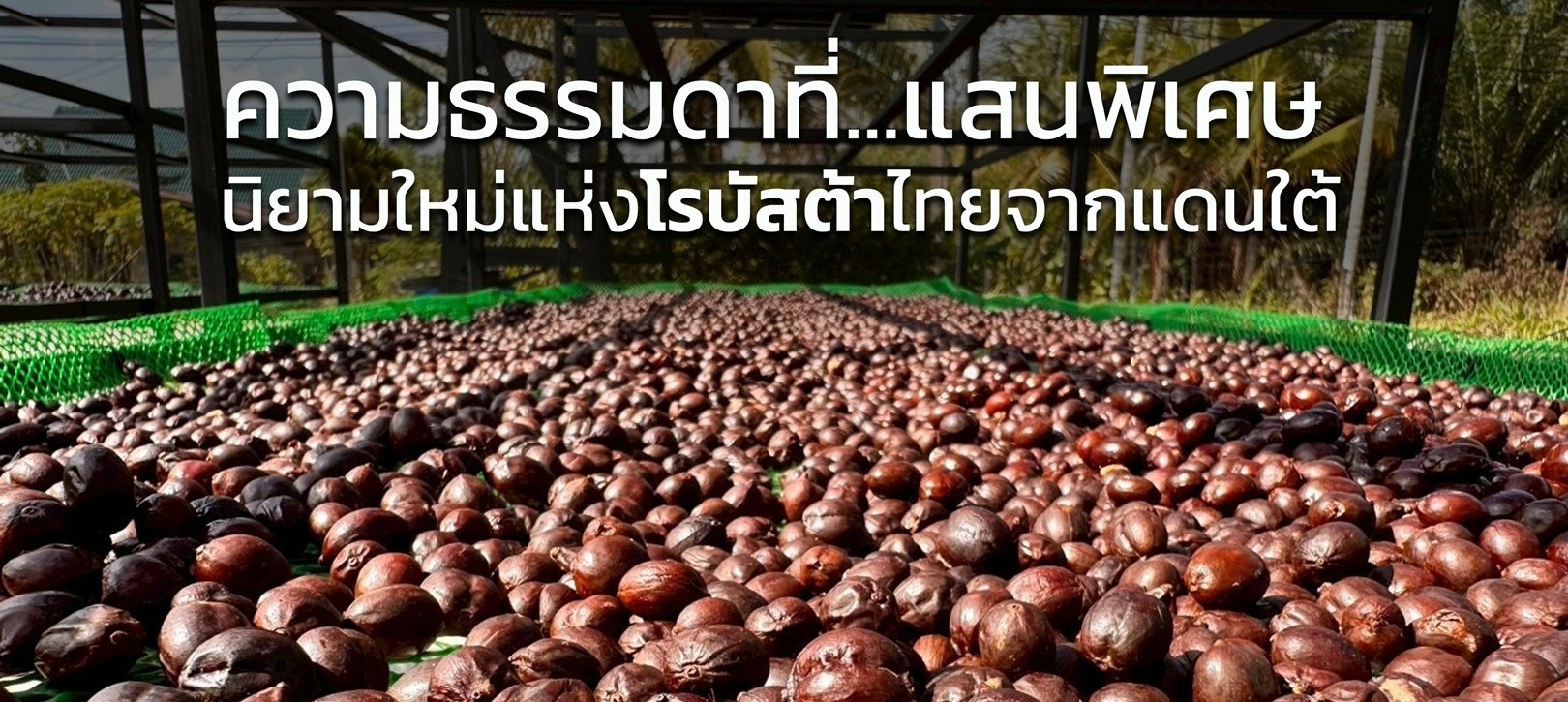 ความธรรมดาที่แสนพิเศษ นิยามใหม่แห่งโรบัสต้าไทยจากแดนใต้