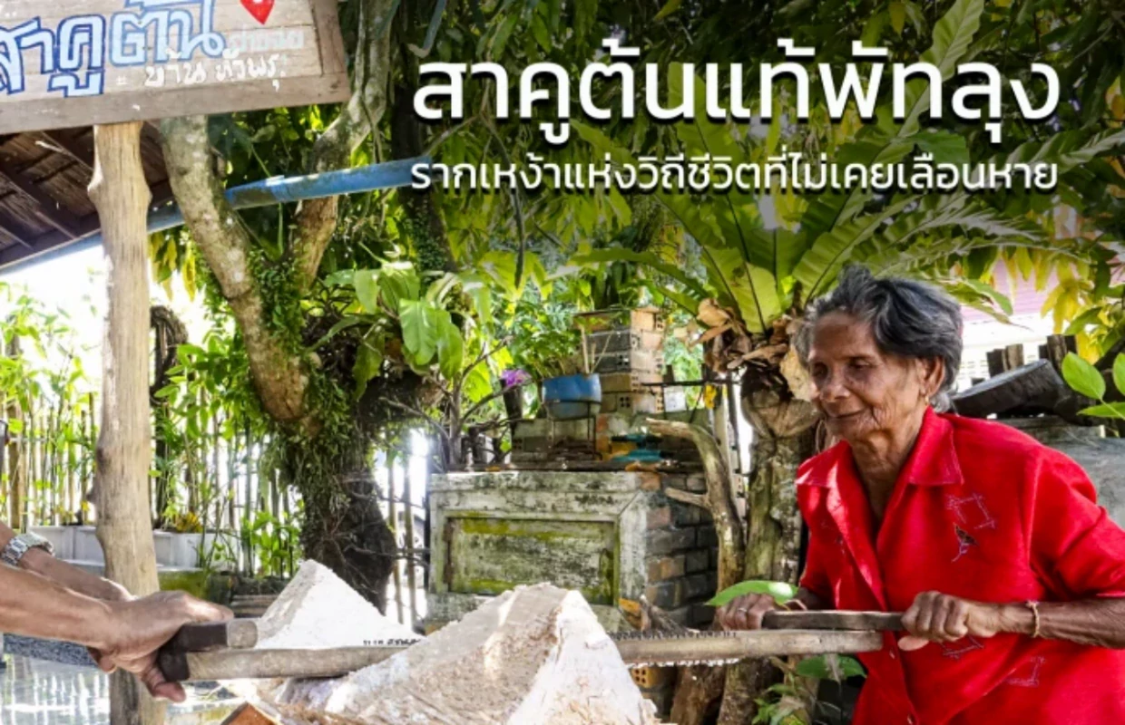 สาคูต้นแท้ พัทลุง: รากเหง้าแห่งวิถีชีวิตที่ไม่เคยเลือนหาย