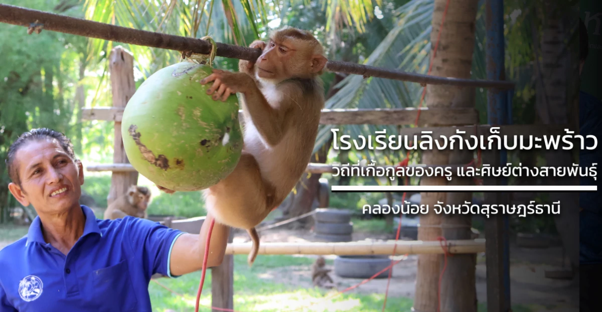 โรงเรียนลิงกังเก็บมะพร้าว: วิถีที่เกื้อกูลของครู และศิษย์ต่างสายพันธุ์