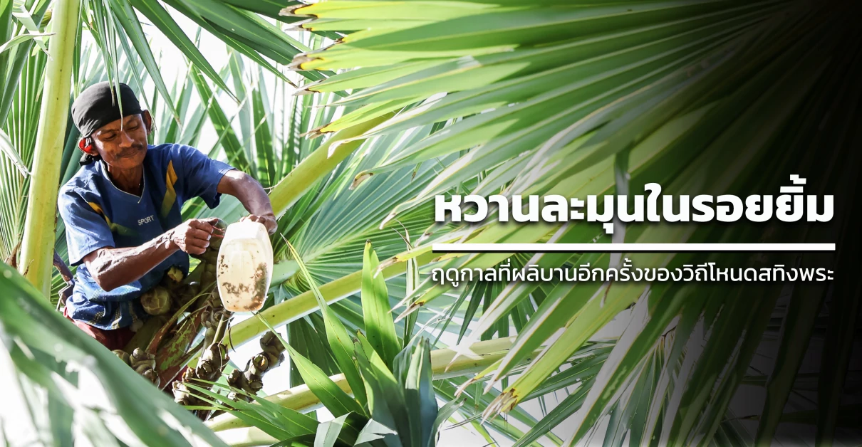 หวานละมุนในรอยยิ้ม : ฤดูกาลที่ผลิบานอีกครั้งของวิถีโหนดสทิงพระ